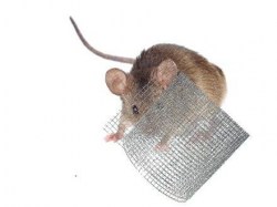 Wühlmaus hinter Gitterrolle